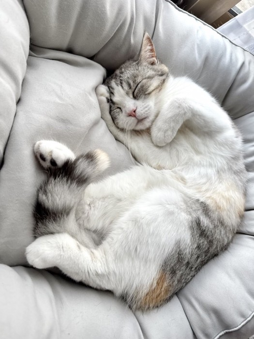 片手を頭に添えて眠る猫
