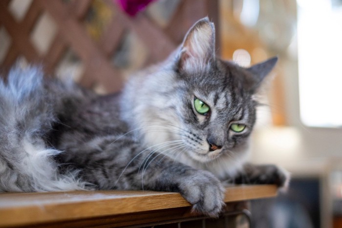 不思議な顔をする猫