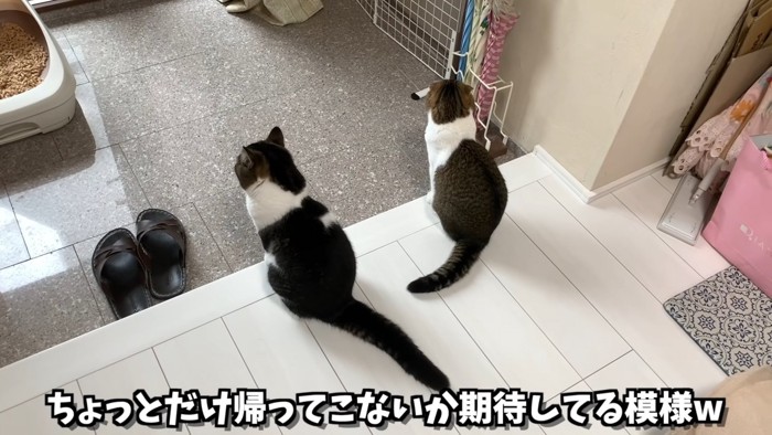 並んで座る2匹の猫