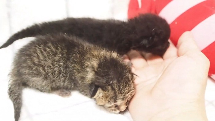 2匹の生まれて間もない子猫