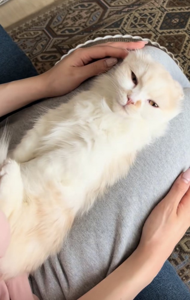 膝の上に寝転がる猫の写真4