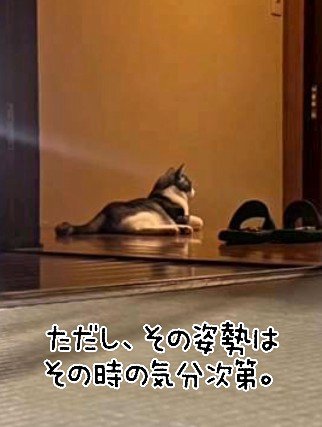 寝そべりながら玄関の前にいる猫