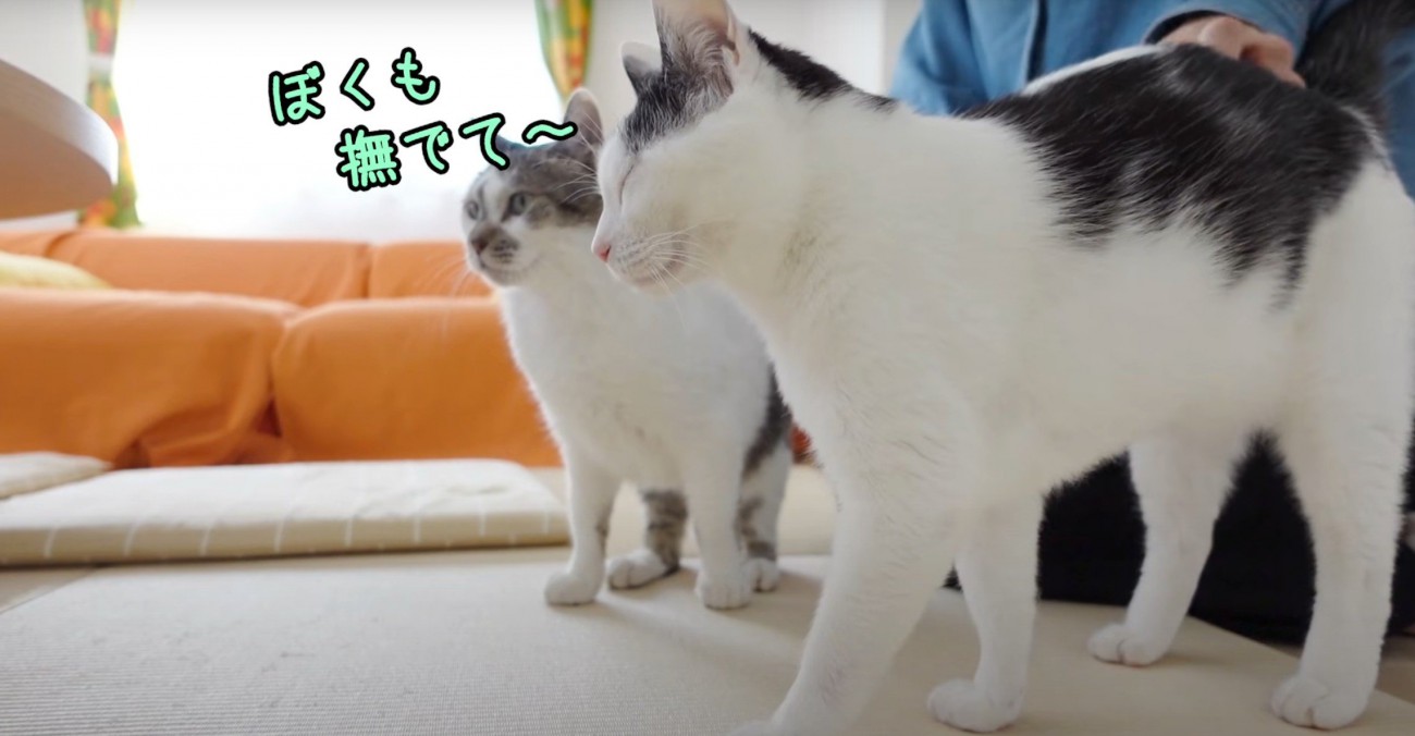 撫でてもらう2匹