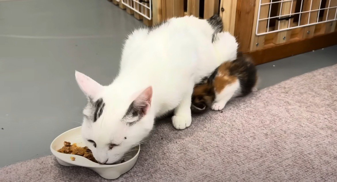 ご飯を食べる猫とおなかの下に潜り込もうとする子猫