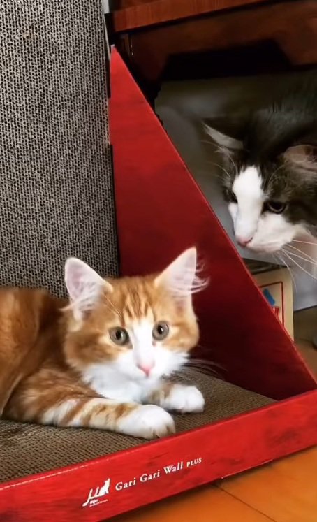 爪とぎに座っているノルウェージャンフォレストキャットの子猫