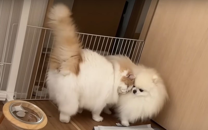 犬に体をスリスリする猫