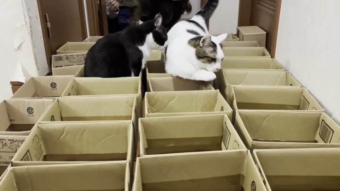 歩くのが大変な豆大福