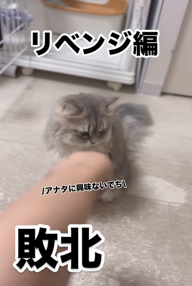 顔を背ける猫