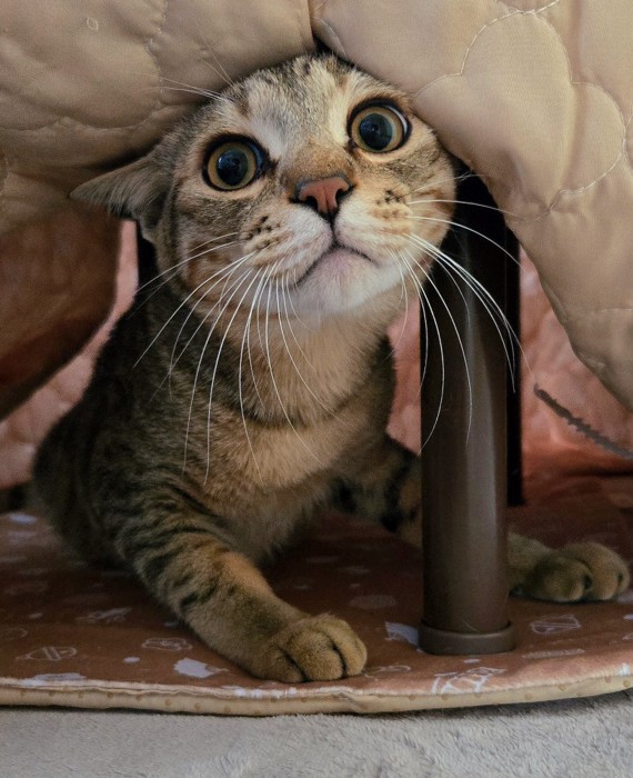 布団から顔を出すキジトラ猫