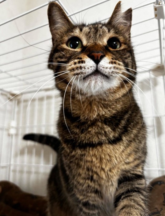 穏やかな顔つきの猫