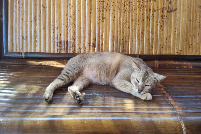 竹のベンチで眠る猫