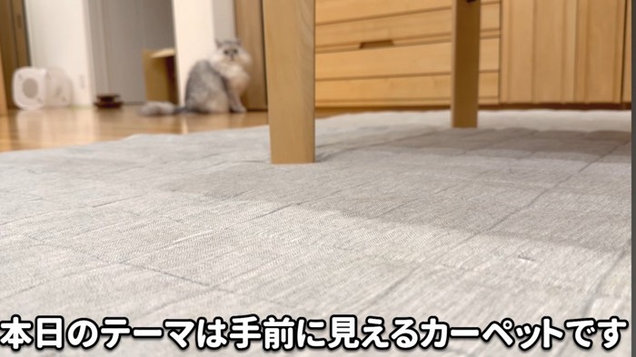 カーペットと猫