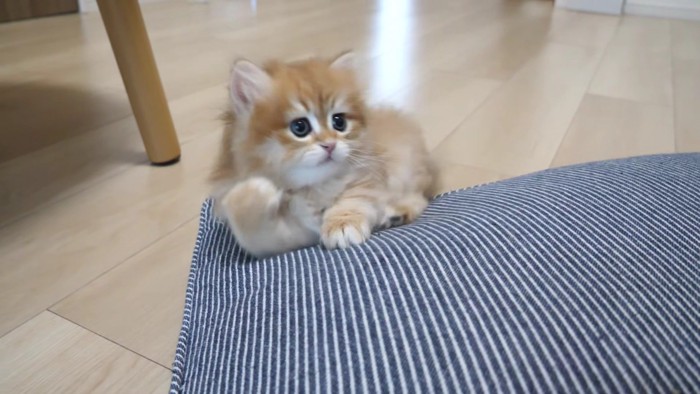 飼い主さんの手にびっくりする赤ちゃん
