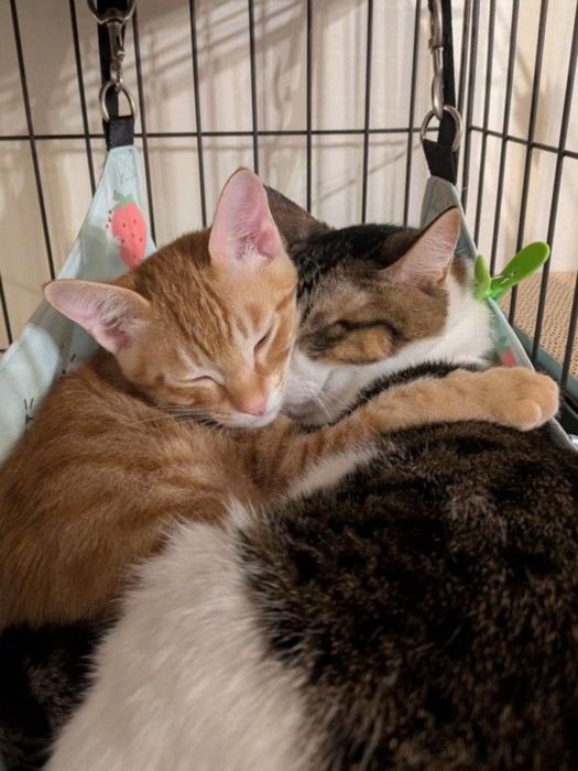 くっついて寝る2匹の猫