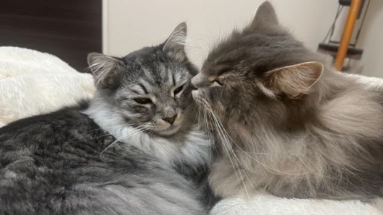 室内にいる猫たち