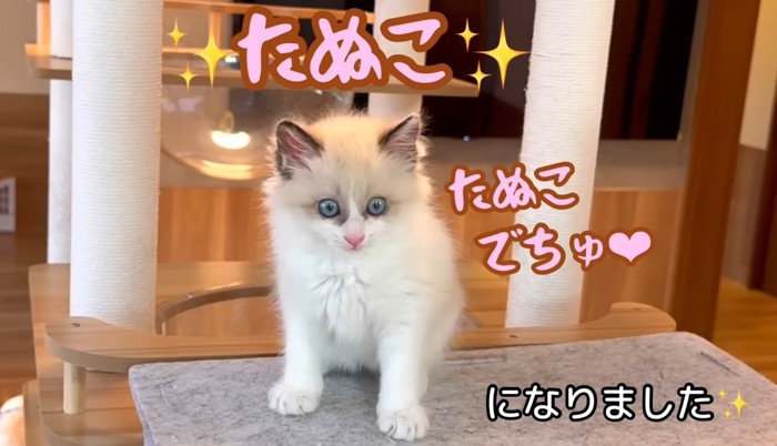 たぬこになりました