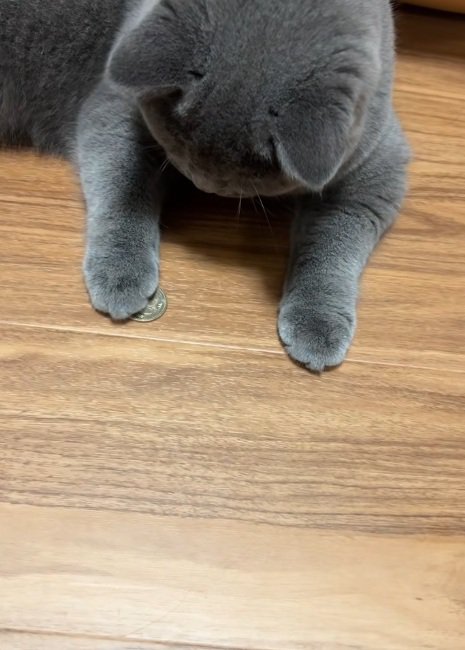 手の甲にコインを乗せていたコインを下に移動するブリティッシュショートヘア