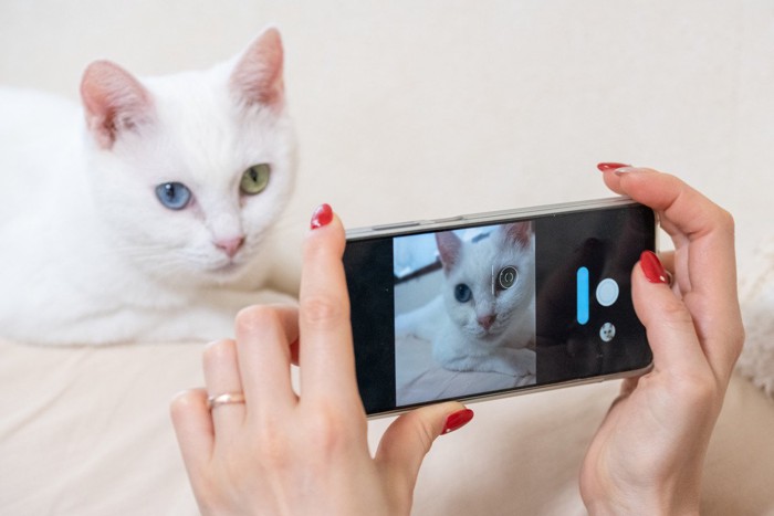 撮影される白猫