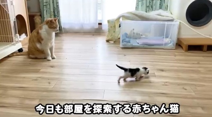部屋を歩く子猫と見守る猫