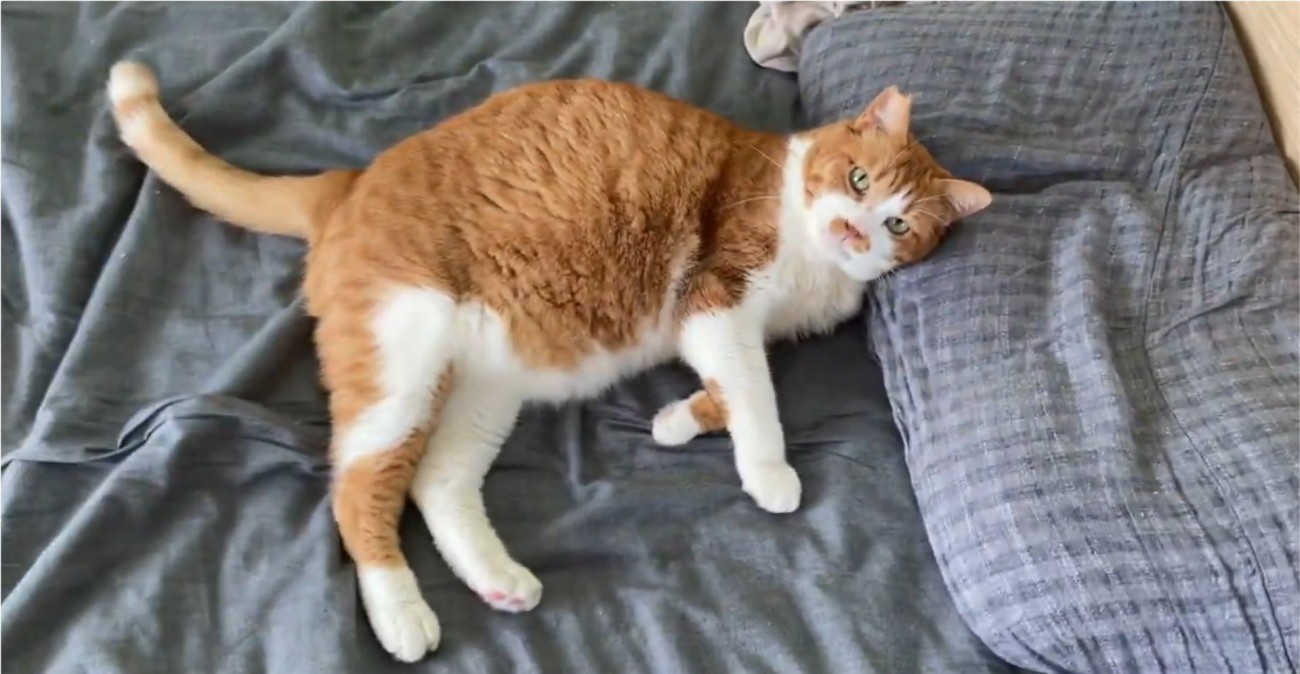 飼い主さんを見つめるマナくん