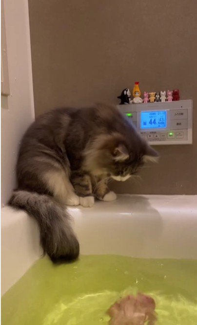 湯船の縁に座っている猫