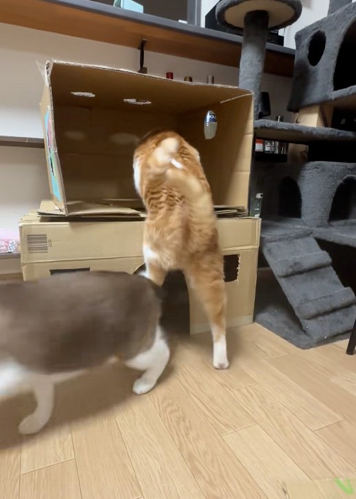 乗ろうとする猫