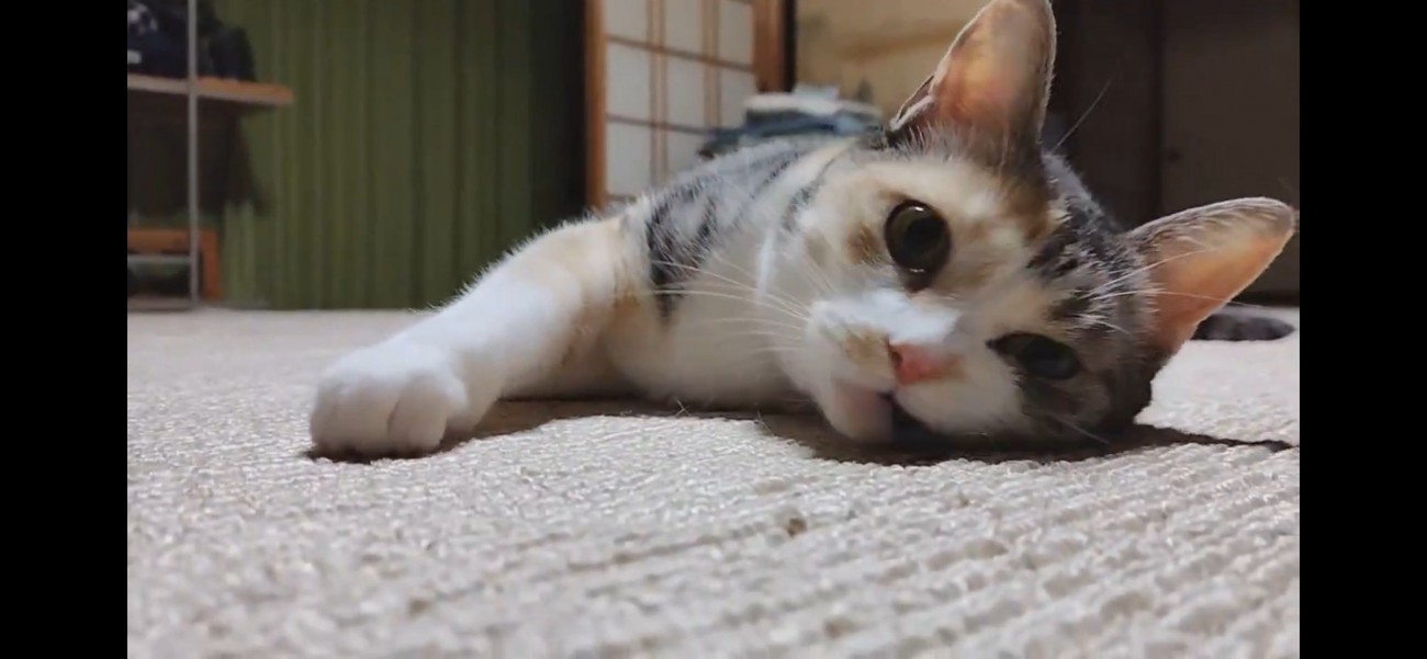 カーペットで足をフミフミするハチワレ猫