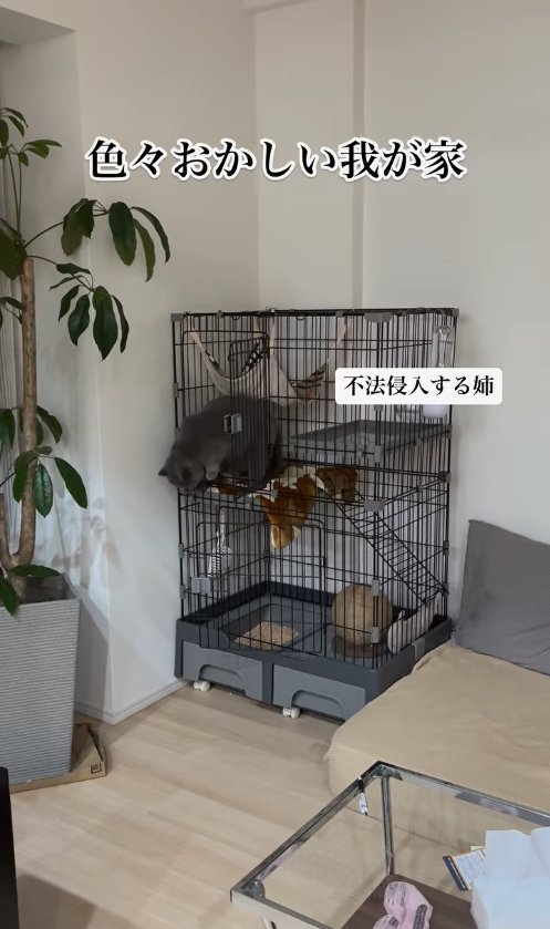 ケージから出てこようとしているグレー猫