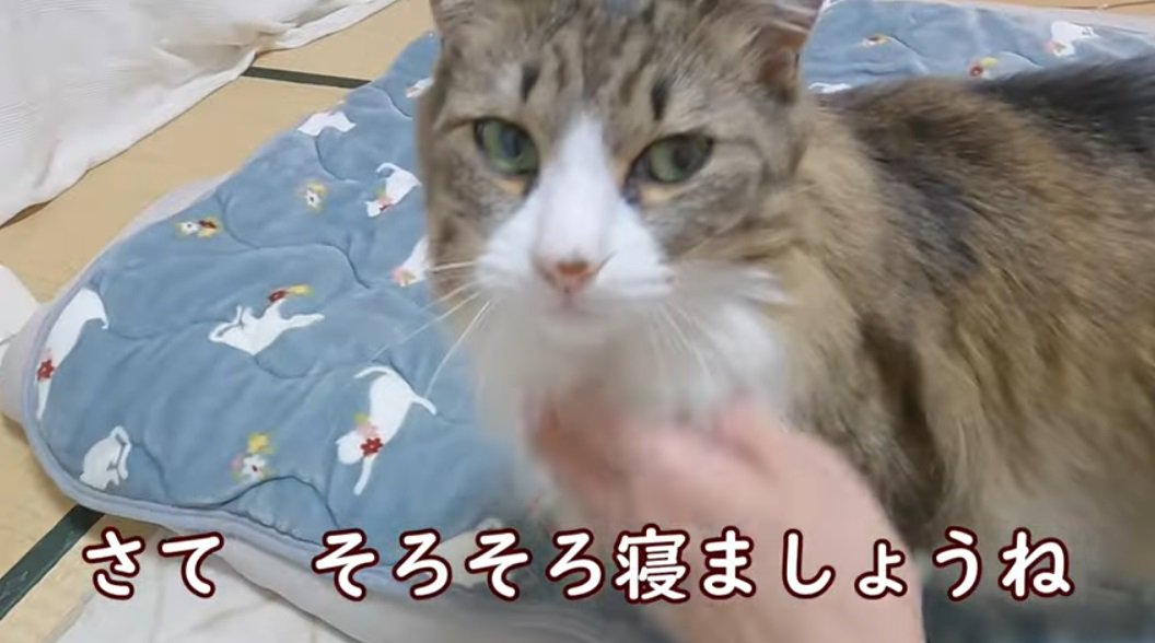 %のどを撫でられているノルウェージャンフォレストキャット