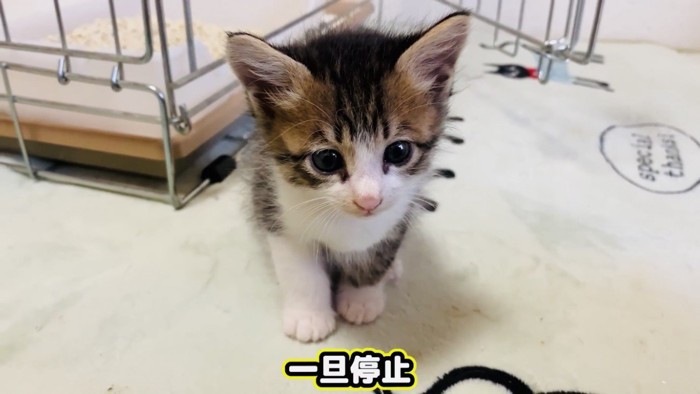 動きが停止する子猫