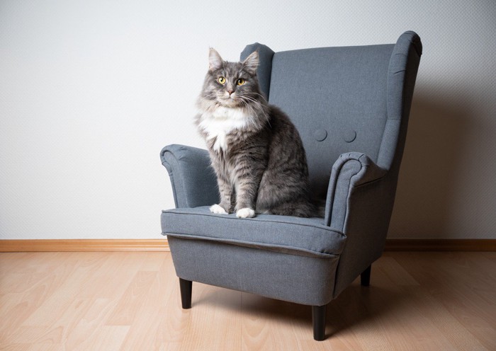 椅子に座る猫