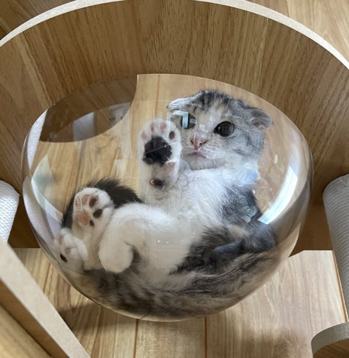 ボウルの中から下を見る猫