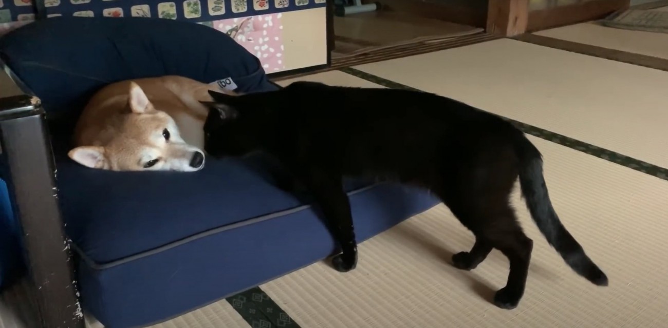 クッションで眠そうにしている柴犬に顔を近づける黒猫