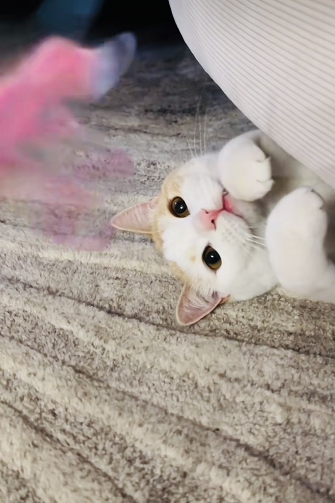 猫用のおもちゃで遊ぶマンチカン