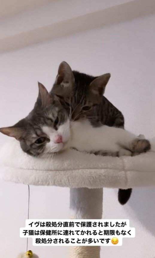 ノアちゃんとイヴくん