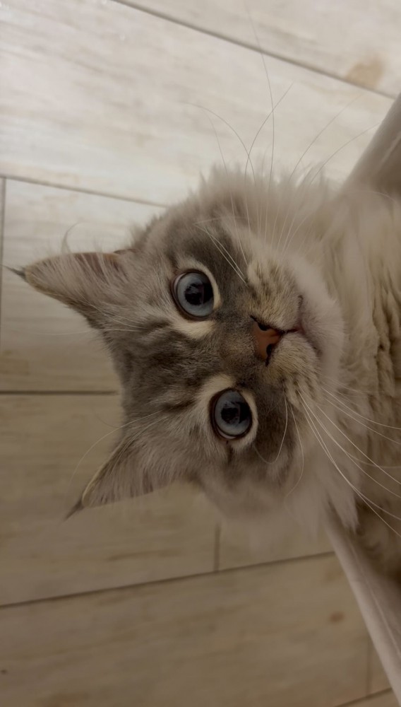 カメラ目線の猫