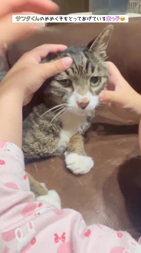 女の子に目やにを拭き取ってもらった猫