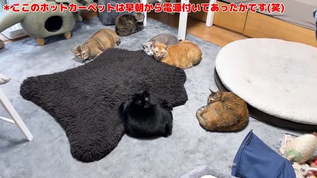 ホットカーペットの上の猫たち