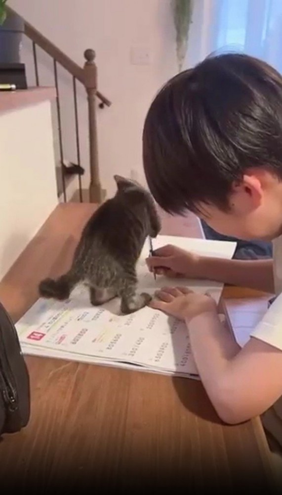 鉛筆で遊ぶ猫