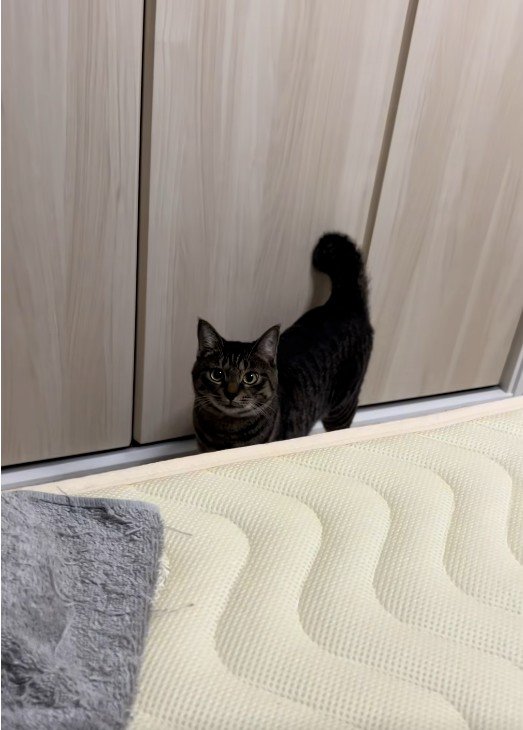 人を見ている猫