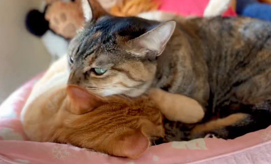 茶トラ猫を毛繕いする麦わら猫