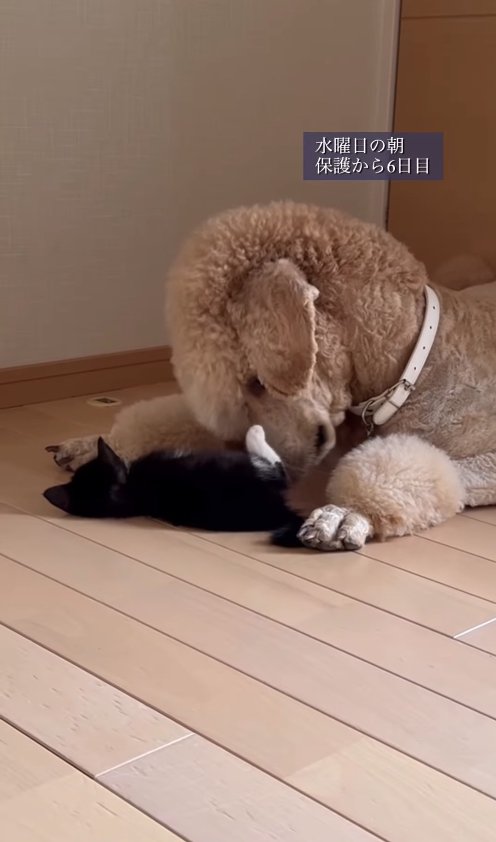 転がる子猫を見つめるプードル