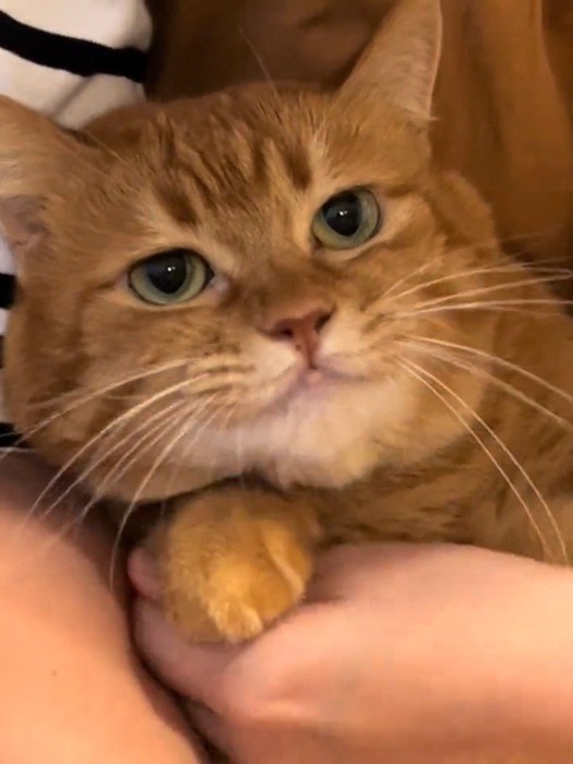 無表情の猫