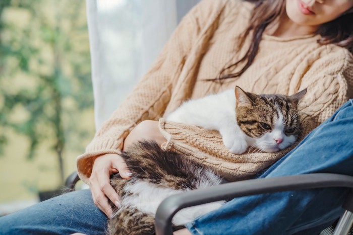 飼い主に優しく抱っこされる猫