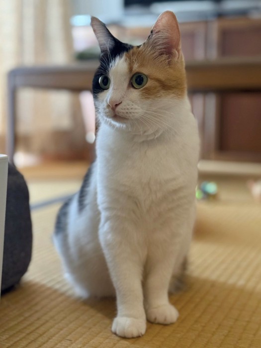 畳に座り込み斜め前を見ている三毛猫
