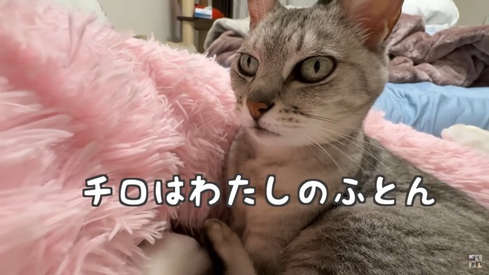 猫のアップ