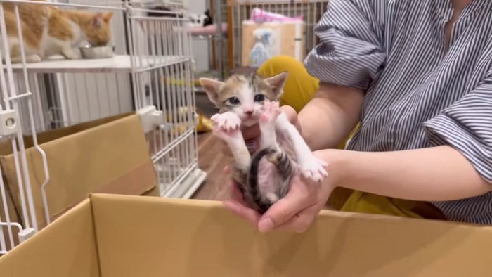 移動中の赤ちゃん2匹目