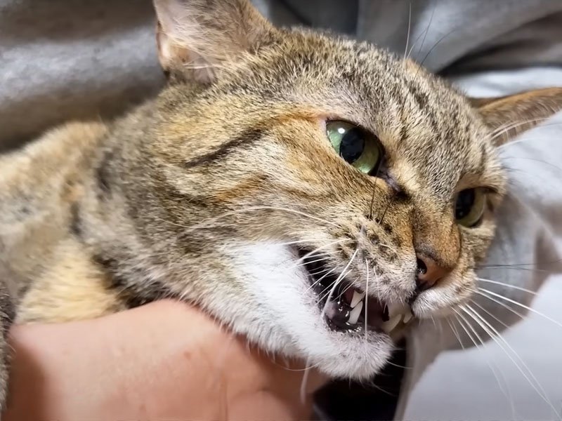 鳴いていやがる猫