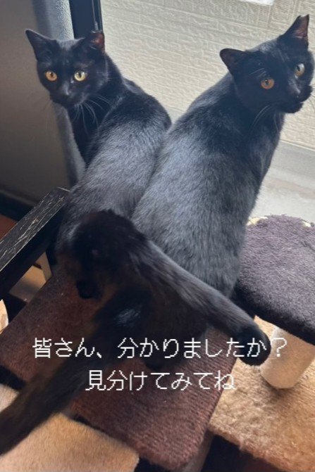 振り向く2匹の猫