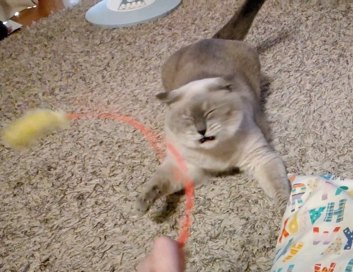 目を閉じて伏せの姿勢の猫